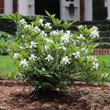 Image result for Gardenia subacaulis