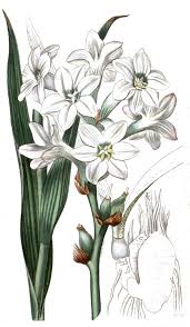 Image result for Polianthes tuberosa