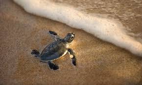 You will also need a second smaller tub (no lid) that can fit inside the large tub leaving a half inch gap around the sides and to the lid. 9 Of The Best Places To Watch Baby Turtles Hatch Rough Guides