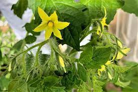 The potential flower first appears on the end of the branch as a small tightly. Should You Pinch Off Tomato Plant Flowers Tomato Geek