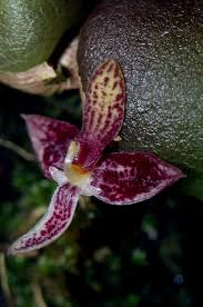 Image result for Bulbophyllum kivuense