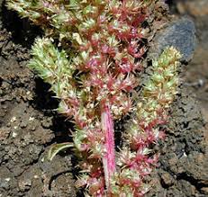 Image result for Amaranthus thunbergii