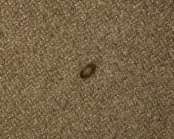 Possible infections or even parasites? Is That A Carpet Beetle In My Bed Well It Depends Pest Pointers Tips For At Home Pest Control