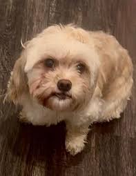 Lost Dog in Northeast Philly