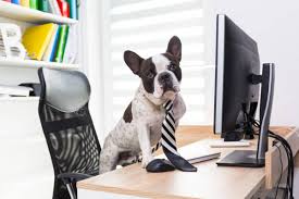 I received an email mon ordi a planté: French Bulldog Works On Computer At The Office Necktie Boss Stock Photo 272415162