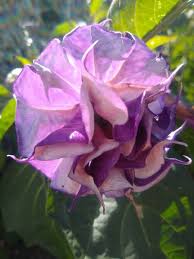 Image result for Brugmansia