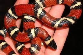 Jlassiter S Image Milk Snake Cute Snake Cute Reptiles