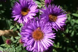 Image result for Asterochaete