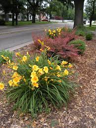 Stella D Oro Daylily Barberry Front Parkway Landscape Design Day Lilies Landscape