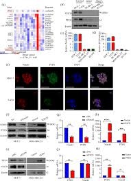 Последние твиты от wang chung official (@wangchungmusic). Notch3 Inhibits Cell Proliferation And Tumorigenesis And Predicts Better Prognosis In Breast Cancer Through Transactivating Pten Cell Death Disease