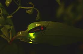How To Keep Fireflies Alive