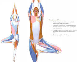 Teaching Hatha Yoga Contraindications For Standing Asanas Standing Postures Seem Easy Enough For Most Of Hatha Yoga Hatha Yoga Teacher Resources