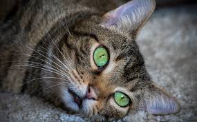 There is not much that you can to for a cat that has had a stroke. What Are The Signs Of Stroke In Cats And How Is It Treated All To Do With Cats