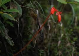 Image result for Behniaceae
