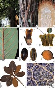 Image result for Pouteria pseudoracemosa