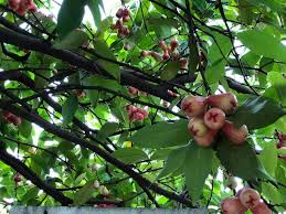 Di thailand, teknik semaian pokok buah jambu air ini sangat terkenal dengan kaedah tersendiri. Pokok Jambu Air In Our Very Own Ciring Homeaway Kinrara Facebook
