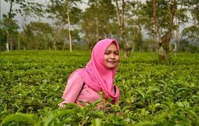 Kebun teh wonsari merupakan kebun teh agrowisata kebun teh wonosari ini memiliki jam buka mulai dari pukul 07.00 sampai pukul 17.00 wib. Agrowisata Kebun Teh Wonosari Lawang Jawa Timur