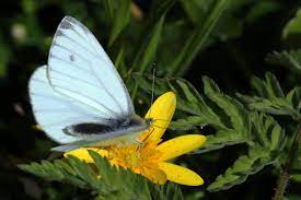 Butterflies are insects in the macrolepidopteran clade rhopalocera from the order lepidoptera, which also includes moths. Green Veined White Wikipedia