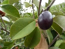 Image result for Manilkara kauki