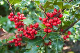 N'oublie pas d'acheter ___ beurre. Houx Plantation Taille Et Conseils D Entretien