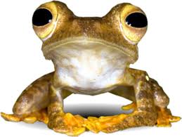 Image result for Leptonychia