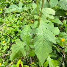 Image result for Crassocephalum crepidioides