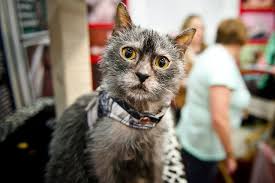 Fully registered abyssinian cats will be allowed for breeding. Pin On Animals In The News