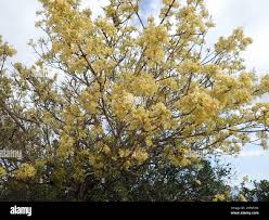 Image result for Ptaeroxylon obliquum