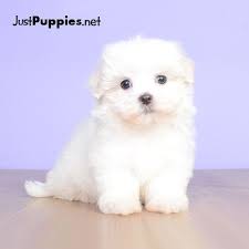 Maybe you would like to learn more about one of these? Puppies For Sale Orlando Fl Justpuppies Net Puppies Puppies For Sale Dog Breeds