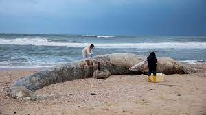 By sharing biblical, historical and modern perspectives, we promote worldwide unity with the people, country and land of israel. Israel Shuts Mediterranean Shore After Oil Devastates Coast Abc News