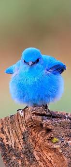 Blue Bird With White Stripe On Head Fluffy Blue Bird Beautiful Birds Pet Birds Animals Wild