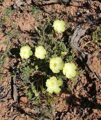 Image result for Grielum