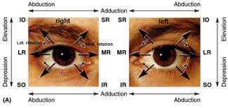 Image result for Extraocular Movement