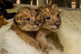 Exotic pets for sale indiana. Exotic Animals For Sale Home Facebook