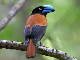 Image result for Vangueria vestita