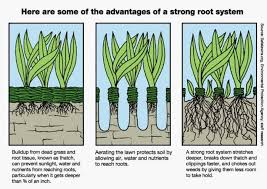 We'll instantly find qualified pros for your specific project. How Much Does Lawn Aeration Cost Aerate Lawn Lawn Diy Lawn