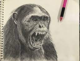 Chimpanzee drawing transparent images (43). Artstation Chimp Pencil Sketch Himanshu Pandey