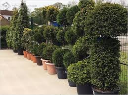 Oleh sebab pokok mempunyai daun, udara di planet kita dibersihkan, yang tepu dengan oksigen. Cara Menanam Pagar Rumput Dengan Betul Lindung Nilai Hijau