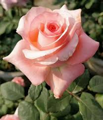 Pin by My Anh on 1. A. File General | Flower garden design, Beautiful  flowers, Beautiful roses