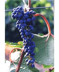 Image result for Vitis