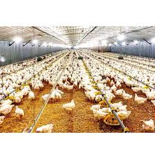 Maybe you would like to learn more about one of these? Pakistan Sale Control Shed Poultry Farming Chicken Farm Building Cost China Prefabricated Building Manufacturers China Steel Structures Prices Made In China Com