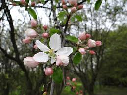 Fruit flowers fruit plants fruit trees trees to plant planting flowers tamarindo fruit and veg fresh fruit fruit bearing trees. Flowering Fruit Trees Spring Sad The Buds Nature Garden Tree Flower Sprig Orchard Pxfuel