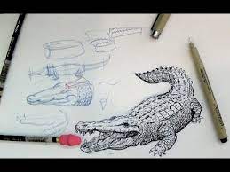 How To Draw A Crocodile Or Alligator - Youtube