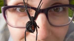 A type of female spider that eats her mate. The Bizarre Mating Behaviours Of Male Black Widow Spiders Youtube