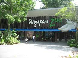 Singapore Zoo There Are Many Attractions For Tourists In Singapore Http Www Carltonleisure Com Tra Singapore Zoo Singapore Travel Activities In Singapore