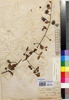 Image result for Combretum cinereopetalum