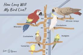 How Long Do Parrots And Other Pet Birds Live