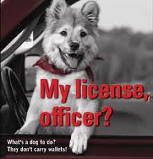 Management of domestic and native animals should always be led by evidence, moral consideration, and an ecological approach to our relationship with. These 5 Laws From Malaysia S New Animal Welfare Act Asklegal My