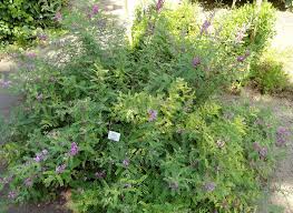 Image result for Indigofera lydenburgensis
