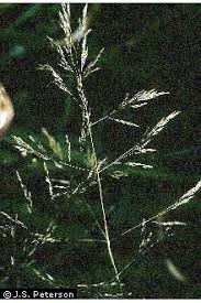 Image result for Agrostis continuata